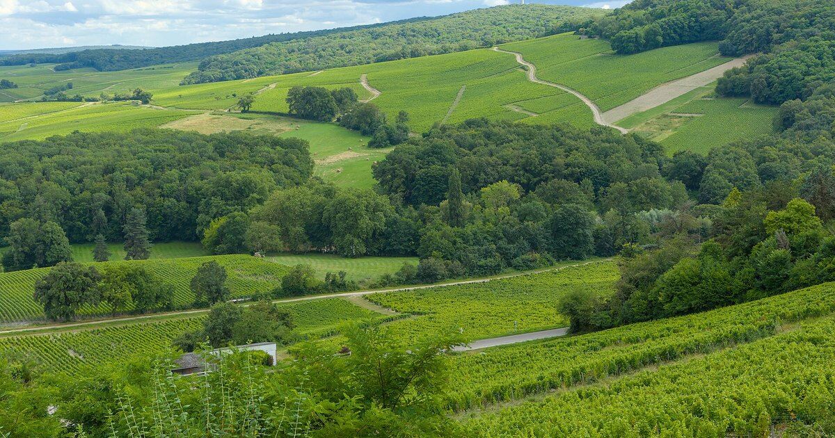 Vignobles de Sancerre près de Nevers